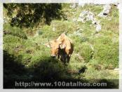 Click na foto para ampliar!