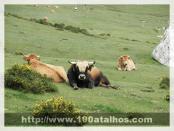 Click na foto para ampliar!