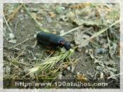 Click na foto para ampliar!