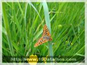 Click na foto para ampliar!