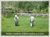 Click na foto para ampliar!