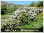 Click na foto para ampliar!