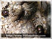 Click na foto para ampliar!