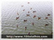 Click na foto para ampliar!