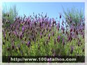 Click na foto para ampliar!